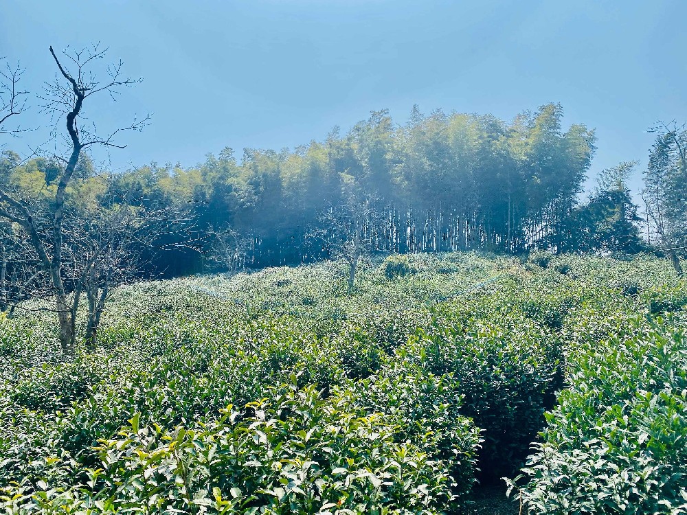 a9186788-0d61-4085-826b-8cc98098e9cd.jpg