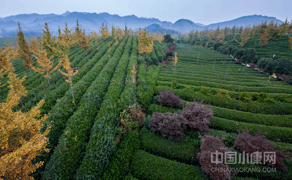 1669717396116393_xiaokangwm.png